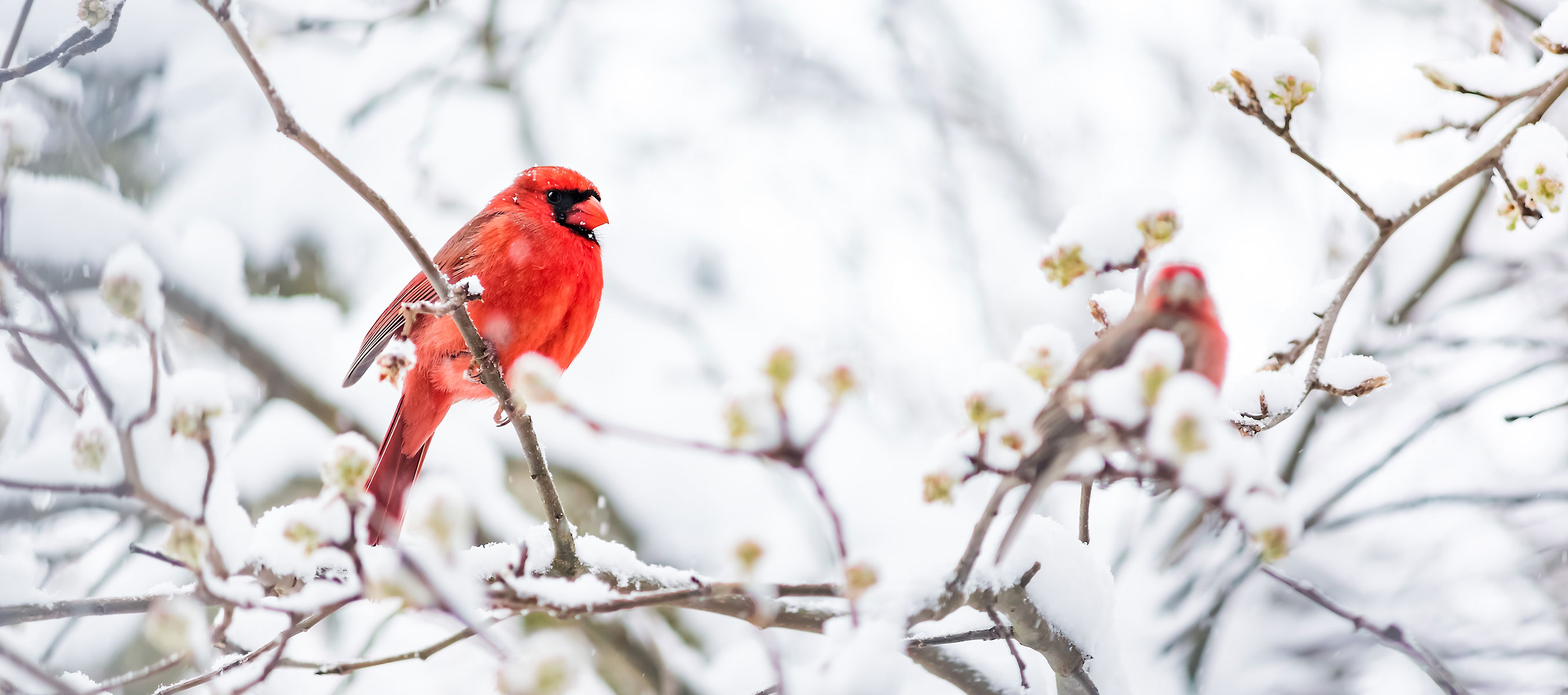 Cardinal in the Snow