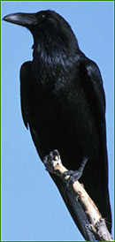 Image of Crow