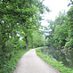 trees along the C&O Canal