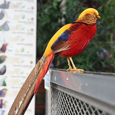 The National Aviary