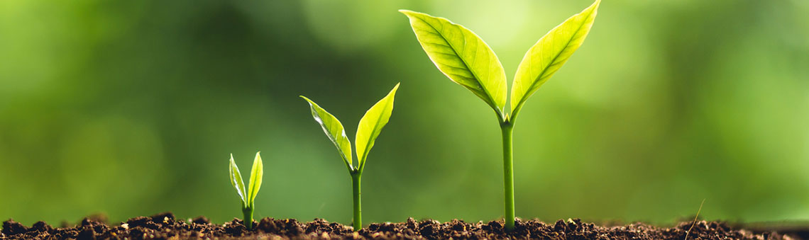 Stages of a green plant growing