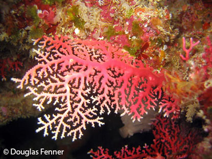 A colony of Stylaster sp., Fiji.