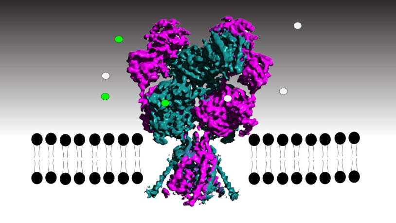 illustration of NMDA receptor