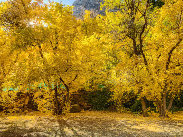 Brightly colored trees at Indian Gardens in Oak Creek Canyon.