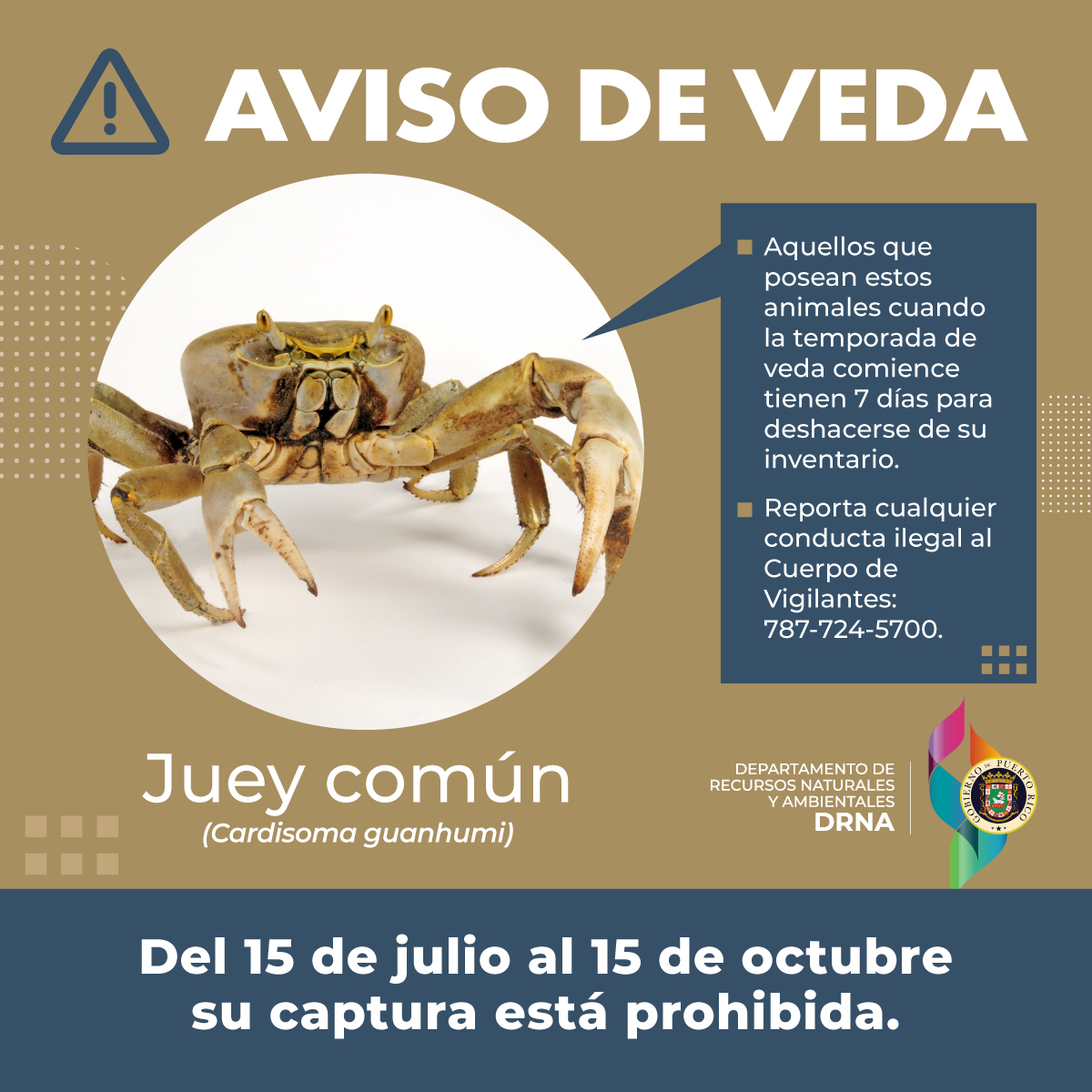 Veda Juey Común