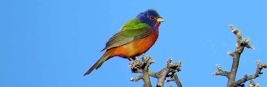 Bird perched on tree