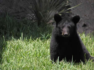 black bear sitting down in grass