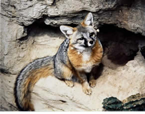 fox sitting down in cave