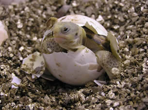 tortoise hatching from egg