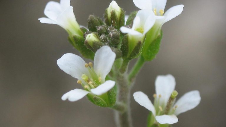 Arabidopsis Thaliana Inflorescencias. © wikipedia