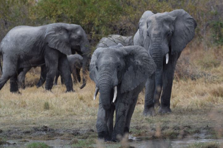 Savanna elephants in Tanzania