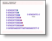 Products of Sequencing Reactions