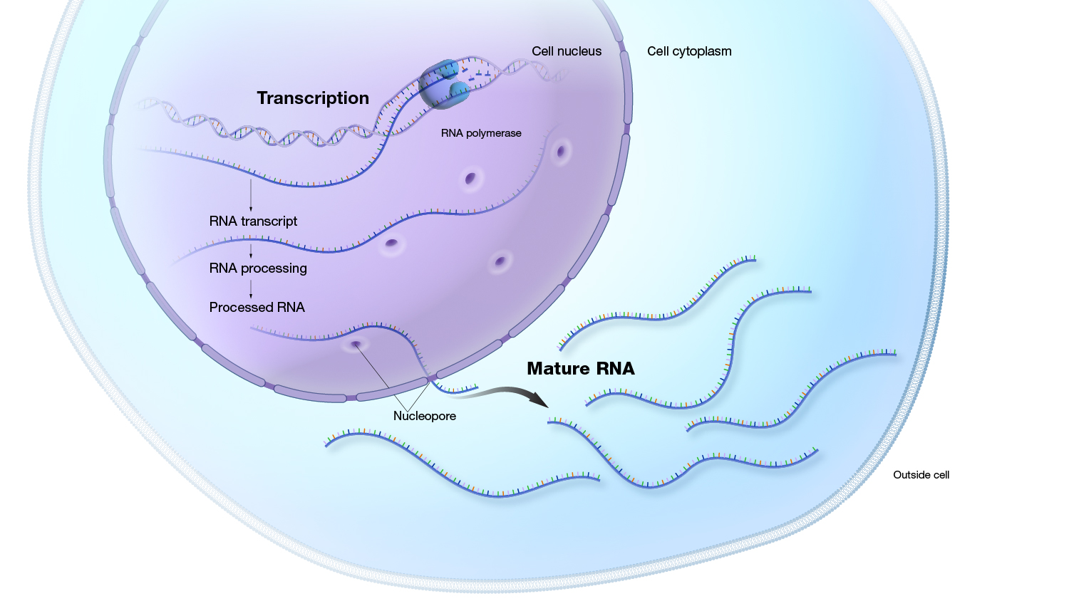 Gene Expression