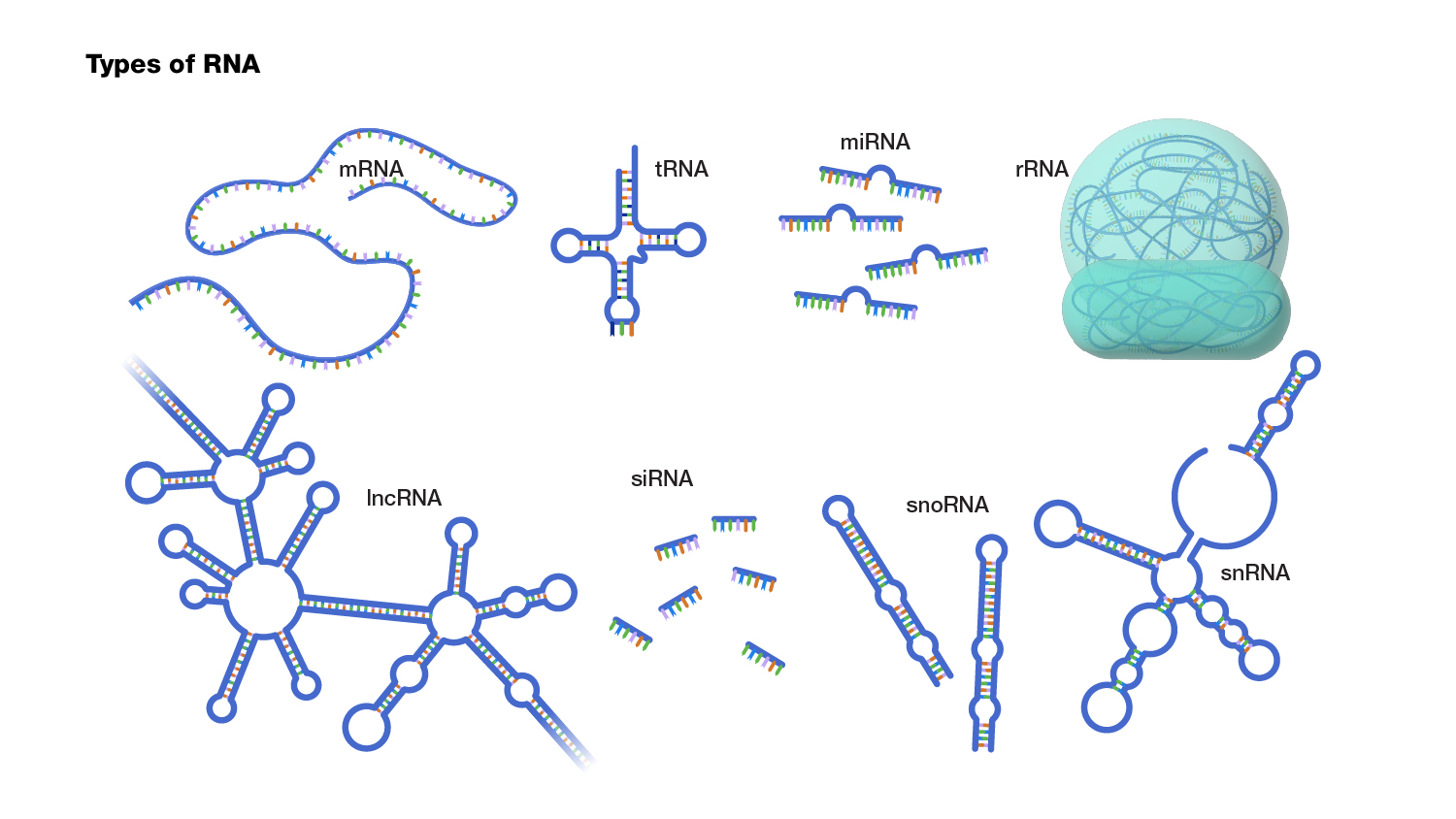 Types of RNA: mRNA, tRNA, miRNA, rRNA, IncRNA, siRNA, snoRNA, snRNA