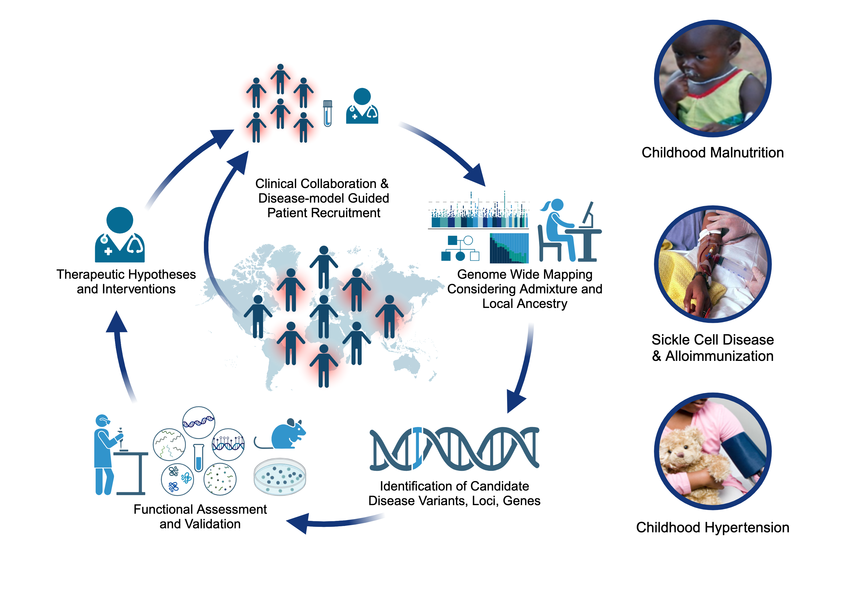 Depiction of the CCDGS approach to translational genomics as a cycle that begins with epidemiological evidence and disease-model guided patient recruitment. The cycle continues to the application of genomic technologies to identify and validate genes of interest, and the cycle ends with findings being translated into therapeutic strategies for patients affected by the disease.