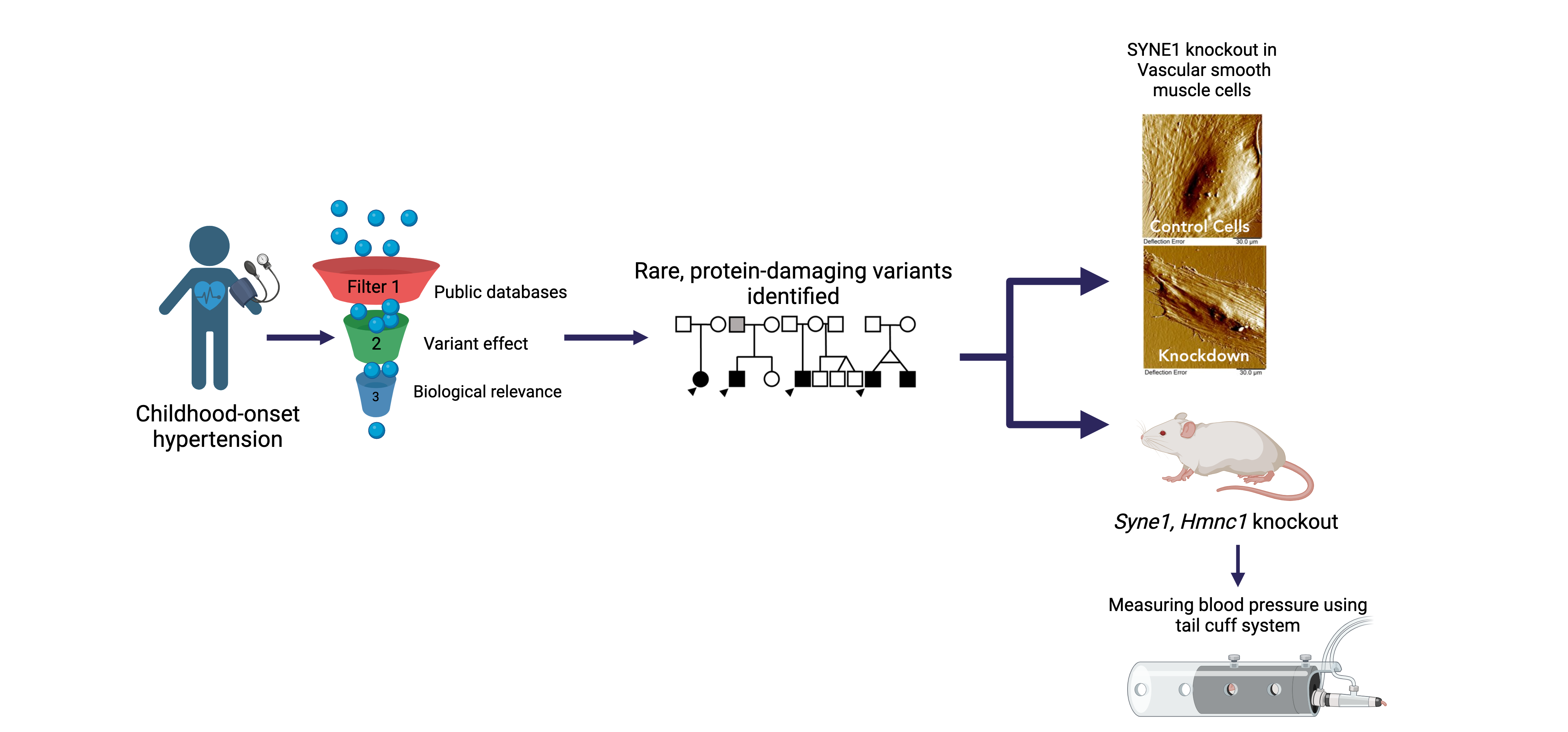 Figure showing an individual with process of identifying rare protein-damaging variants. On the right, the image depicts the differences in vascular smooth muscle cells with and without SYNE1 gene. Another image depicts measuring the blood pressure in Syne1and Hmnc1 knockout mice.