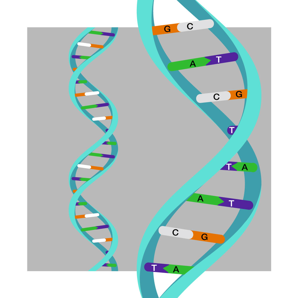 DNA bases