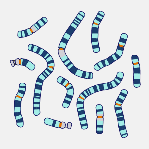 Chromosome