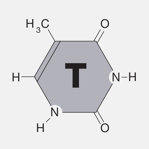 Thymine