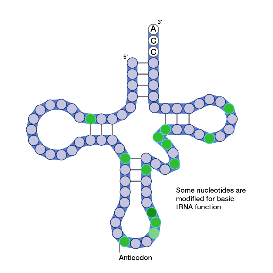 tRNA modifications