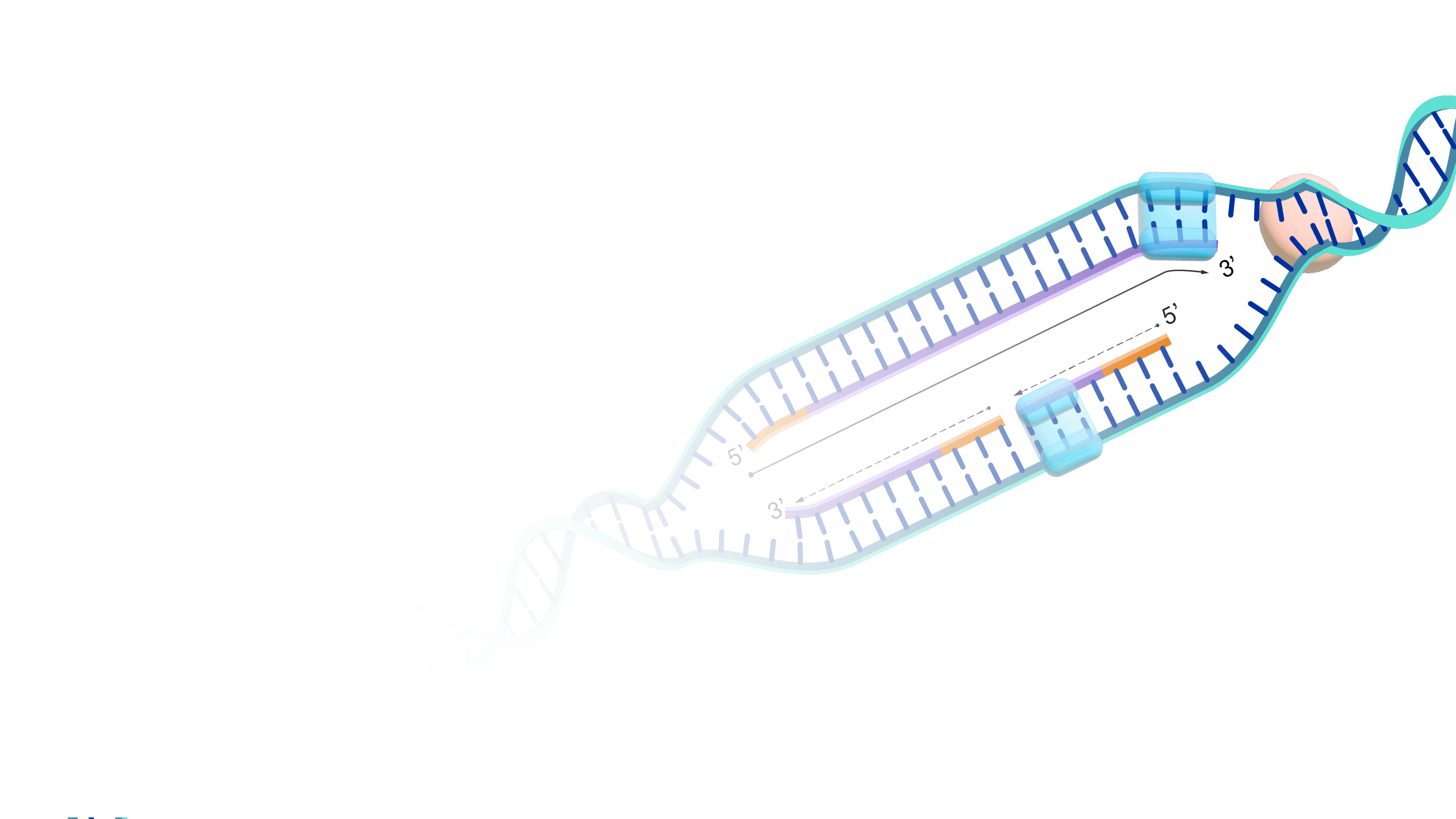 DNA-replication_hero