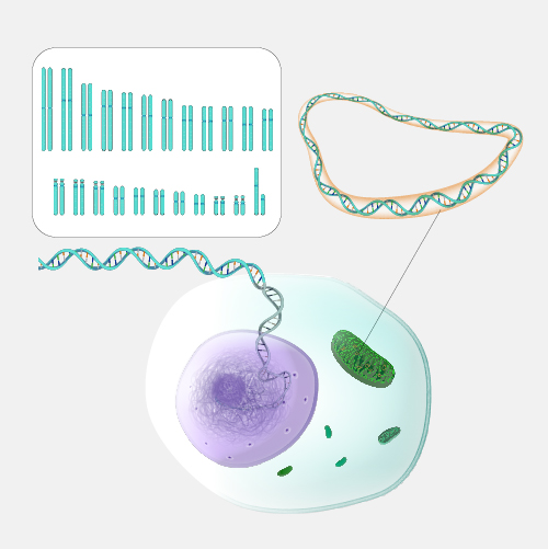 Genome_dyn