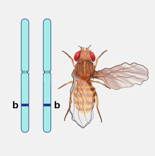 Genotype_dyn