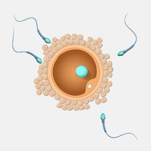 Germ-line_dyn