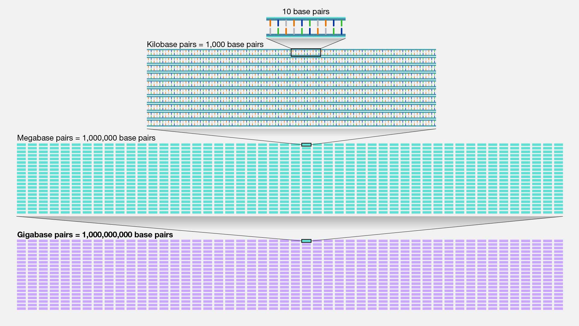  Gigabase