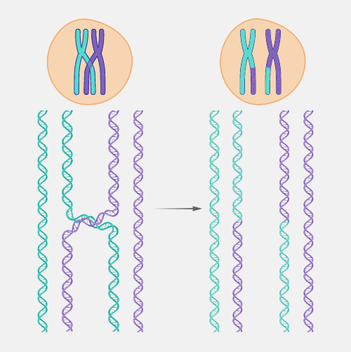 Homologous-recombination_dyn