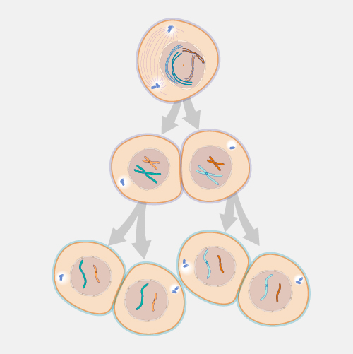 Meiosis_dyn