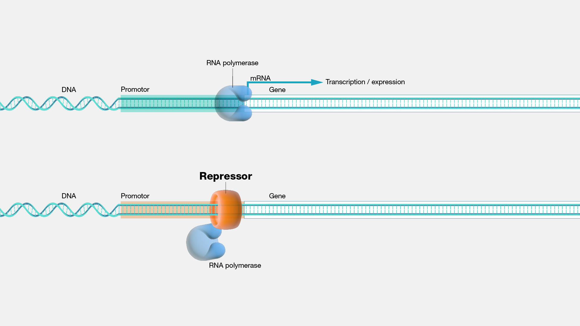  Repressor