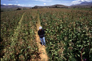 maize-farmer