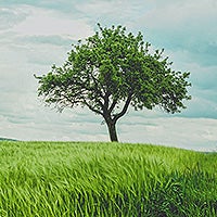 Lone tree in a green field.