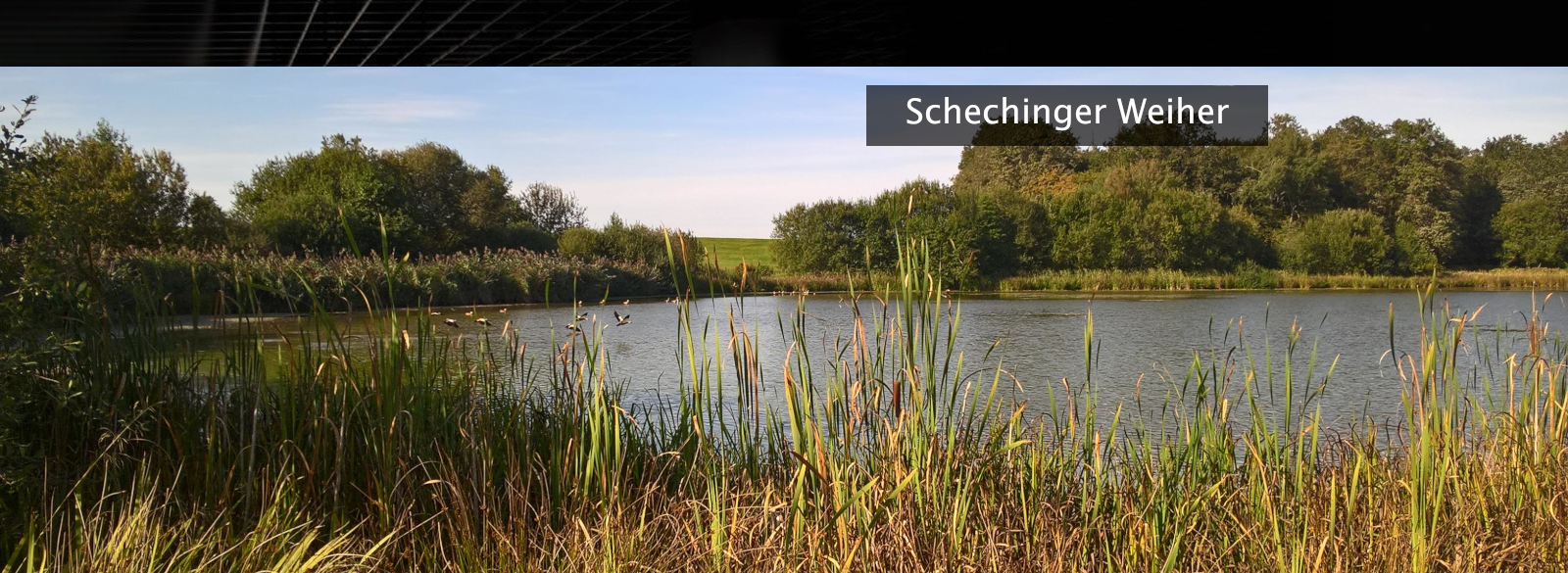 Schechinger Weiher