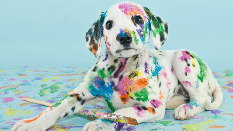 A silly little Dalmatian puppy that looks like he got into the art supplies, on a blue background.