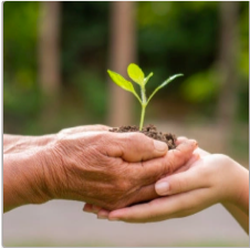 2 pairs of hands holding a small, baby plant.