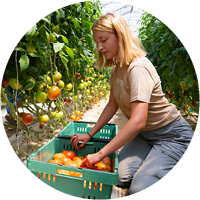 Image of a student working in Marist's community garden.