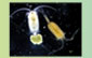 zooplankton