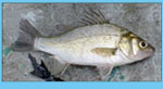 white perch