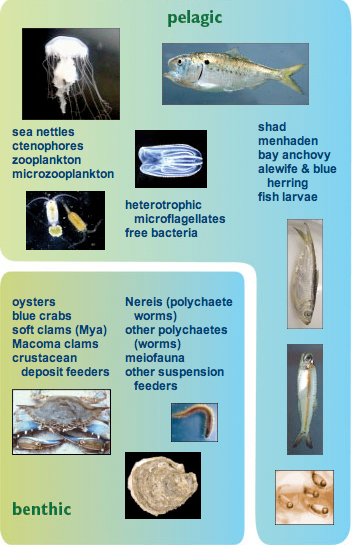 middle food web