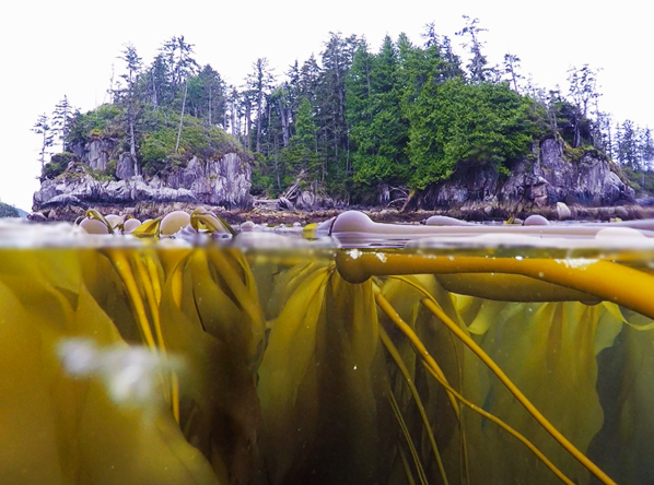 On the coast of British Columbia, a kelp forest below the water and a temperate rainforest above.