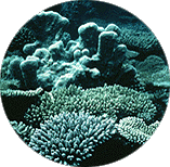 Coral scape.