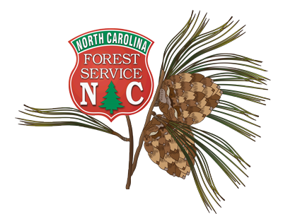 Longleaf Pine illustration with NCFS Shield