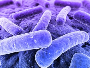 eColi Bacteria