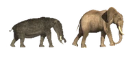 Elephant Evolution