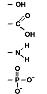 Functional Groups