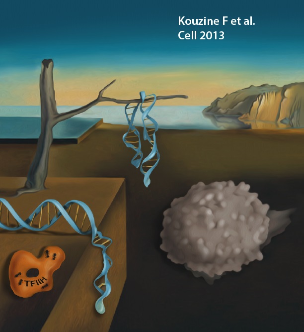 Kouzine F et al. Cell 2013