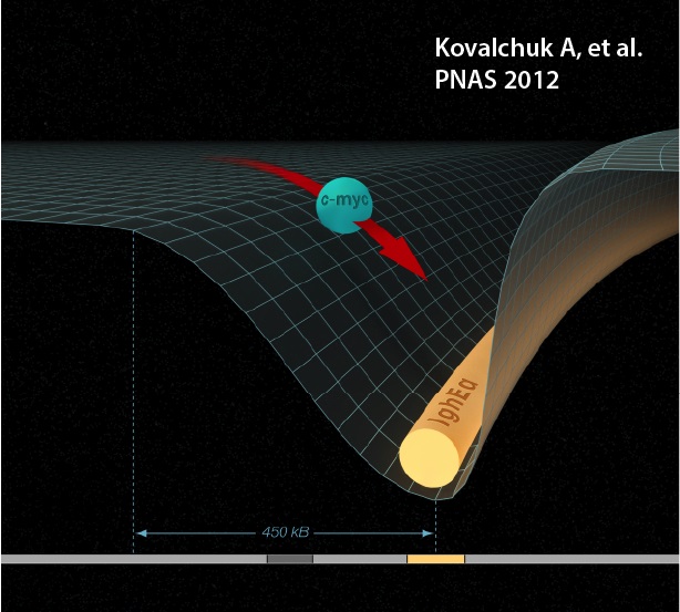 Kovalchuk A, et al. PNAS 2012