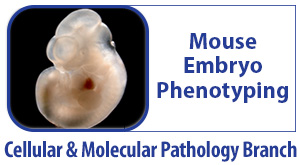 Mouse Phenotyping Logo